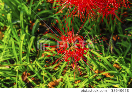 石蒜 石蒜 58640658