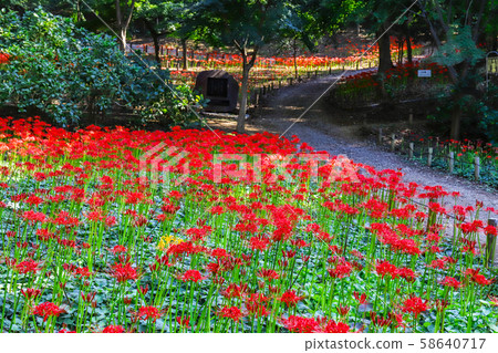 [Tokyo] Takatsuki Fudoson in early autumn 58640717