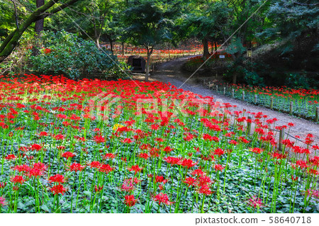 [Tokyo] Takatsuki Fudoson in early autumn 58640718