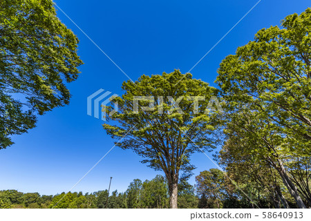 小金井公園的風景 小金井公園的風景 58640913
