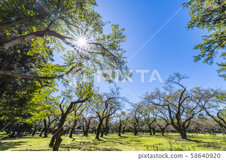 館野公園的小金井公園風景 58640920