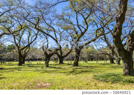 館野公園的小金井公園風景 58640921