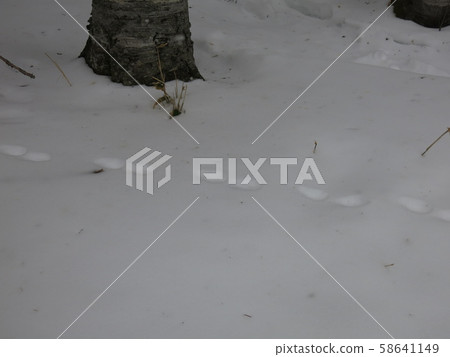 雪中殘留的十個腳印（在冬季Shiretoko Goko生態之旅中拍攝） 58641149