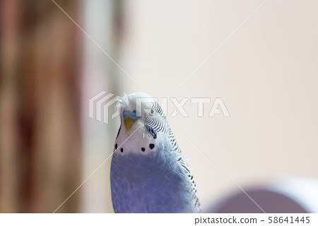 虎皮鸚鵡可愛的鸚鵡可愛的虎皮鸚鵡虎皮鸚鵡鳥鳥鸚鵡 虎皮鸚鵡可愛的鸚鵡可愛的虎皮鸚鵡虎皮鸚鵡鳥鳥鸚鵡 58641445