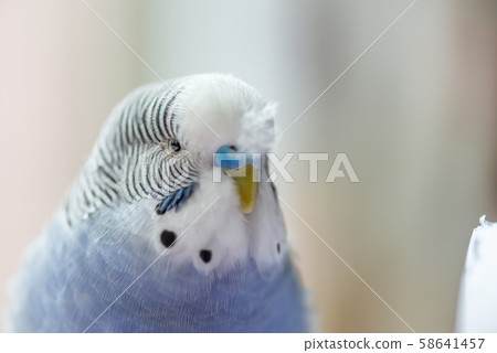 Tiger skin parrot Cute budgie cute Budgerigar budgerigar bird bird bird parrot Tiger skin parrot Cute budgie cute Budgerigar budgerigar bird bird bird parrot 58641457
