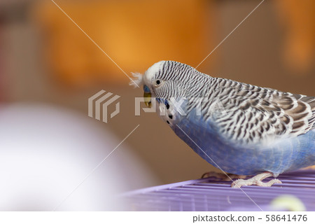 Tiger skin parrot Cute budgie cute Budgerigar budgerigar bird bird bird parrot 58641476