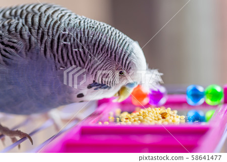 虎皮鸚鵡可愛的鸚鵡可愛的虎皮鸚鵡虎皮鸚鵡鳥鳥鸚鵡 58641477