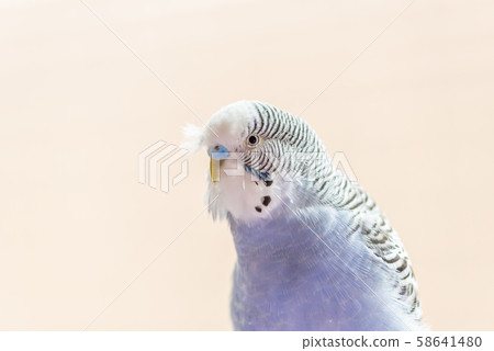 虎皮鸚鵡可愛的鸚鵡可愛的虎皮鸚鵡虎皮鸚鵡鳥鳥鸚鵡 虎皮鸚鵡可愛的鸚鵡可愛的虎皮鸚鵡虎皮鸚鵡鳥鳥鸚鵡 58641480