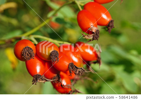 可愛的桃子水果 可愛的桃子水果 58641486