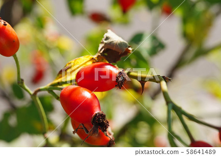 Cute peach fruit Cute peach fruit 58641489