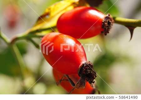  Cute peach fruit 58641490