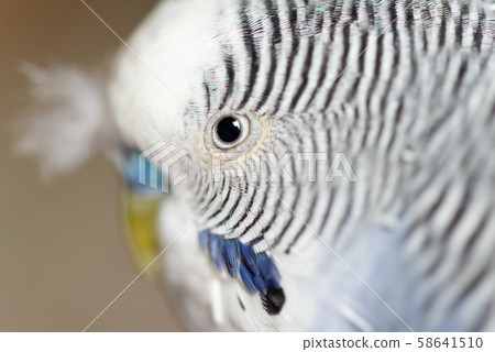 虎皮鸚鵡可愛的鸚鵡可愛的虎皮鸚鵡虎皮鸚鵡鳥鳥鸚鵡 虎皮鸚鵡可愛的鸚鵡可愛的虎皮鸚鵡虎皮鸚鵡鳥鳥鸚鵡 58641510