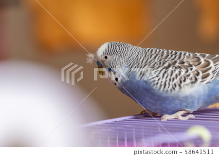 虎皮鸚鵡可愛的鸚鵡可愛的虎皮鸚鵡虎皮鸚鵡鳥鳥鸚鵡 虎皮鸚鵡可愛的鸚鵡可愛的虎皮鸚鵡虎皮鸚鵡鳥鳥鸚鵡 58641511
