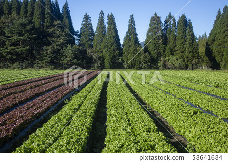 Iida Kogen plateau lettuce 58641684