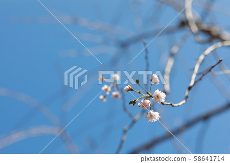 Cherry blossoms out of season 58641714