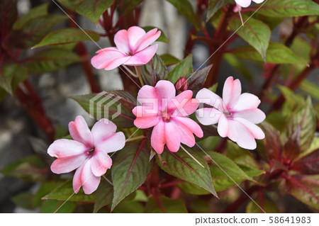 Sampacens Sampacens 58641983