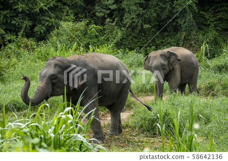 Thai Elephant in jungle 58642136
