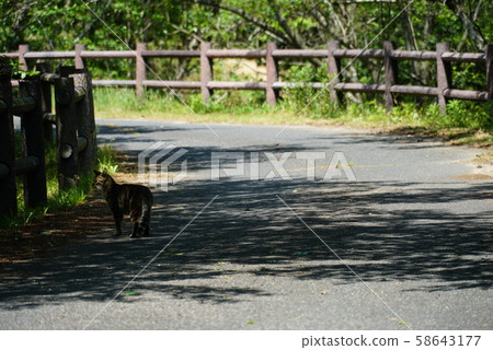 cat cat 58643177