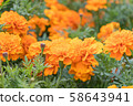 Marigold  58643941