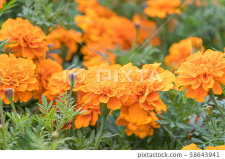 Marigold Marigold 58643941