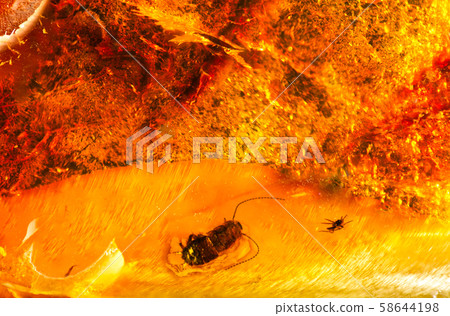 A small piece of Baltic amber with prehistoric insects inside. Inclusion in amber. Macro photogtaphy. 58644198