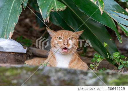 Freshwater Wildcat Wild Cat Stray Cat Stray Cat 58644229