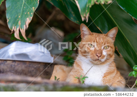 淡水野貓 Wild Cat 流浪貓 Stray Cat 58644232