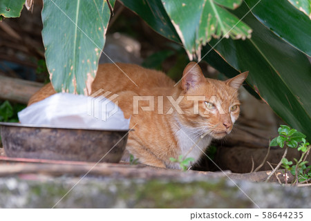 Freshwater Wildcat Wild Cat Stray Cat Stray Cat 58644235