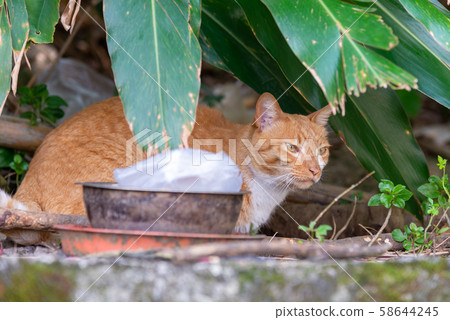 Freshwater Wildcat Wild Cat Stray Cat Stray Cat 58644245