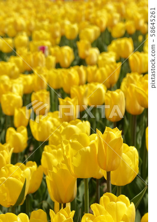 Tulip Tulip 58645261