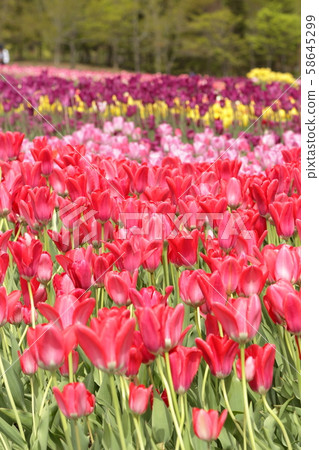Tulip 58645299