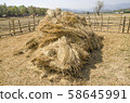 The straw haystack on the field after harvesting 58645991