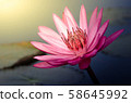 The Pink Lotus Flower 58645992