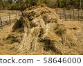 The straw haystack on the field after harvesting 58646000