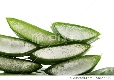 Aloe vera plant 58646479