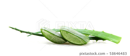 Aloe vera plant Aloe vera plant 58646483
