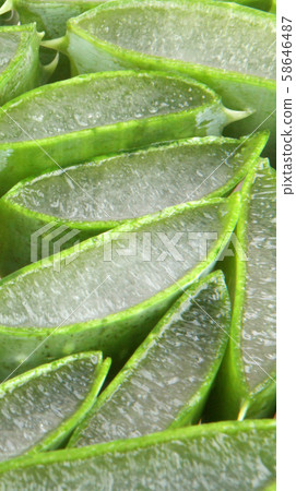 Aloe vera plant Aloe vera plant 58646487