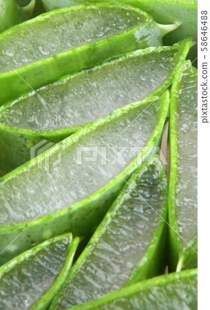 Aloe vera plant 58646488