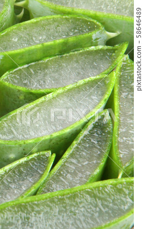 Aloe vera plant 58646489