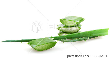 Aloe vera plant 58646491