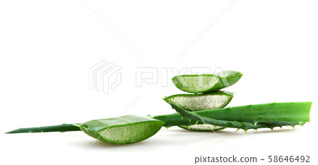 Aloe vera plant 58646492