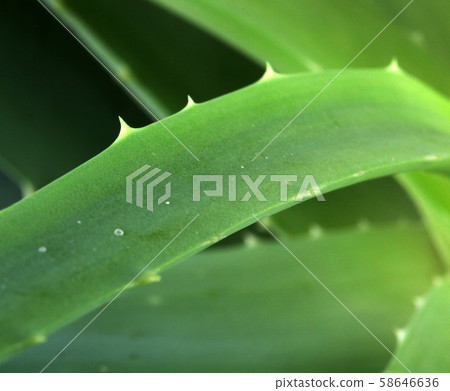 Aloe vera 58646636