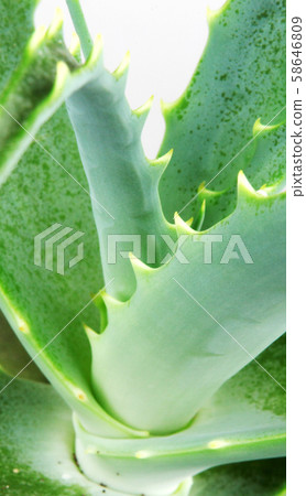 Picture of aloe vera leaves 58646809