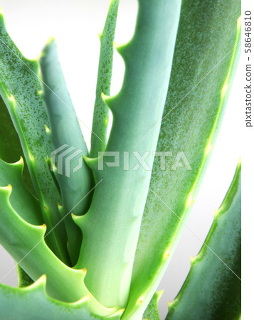 Picture of aloe vera leaves 58646810