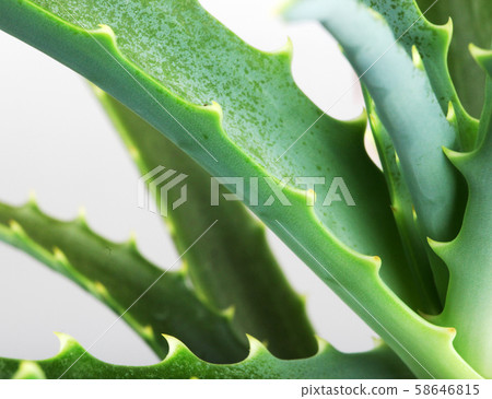 Picture of aloe vera leaves Picture of aloe vera leaves 58646815
