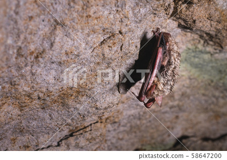 A Wild Bat Hangs In A Dream On The Ceiling Of A Stock Photo