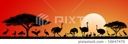 Birds of the savannah 58647470