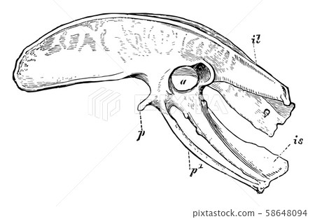 Diagram of the Pelvis of a Kiwi, vintage Diagram of the Pelvis of a Kiwi, vintage 58648094