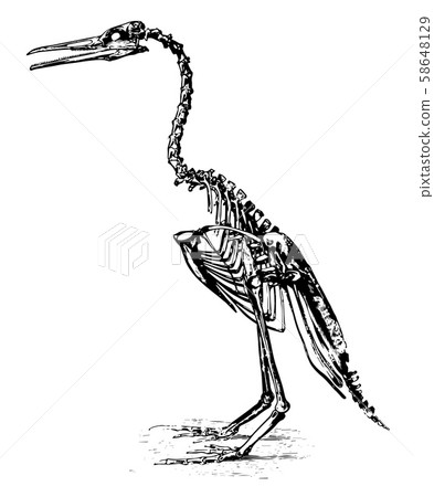 Restoration of Hesperornis regalis, vintage Restoration of Hesperornis regalis, vintage 58648129