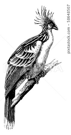 Hoatzin, vintage illustration. Hoatzin, vintage illustration. 58648507
